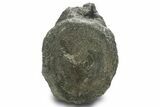 Fossil Sauropod Dinosaur Caudal Vertebra - Wyoming #377945-2